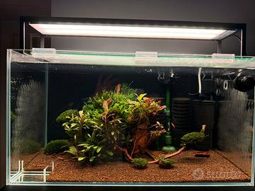 Acquario