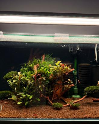Acquario