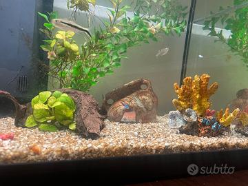 Acquario completo di pesci e accessori