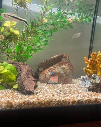 Acquario completo di pesci e accessori