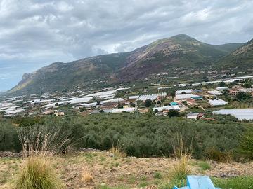 Terreno con 200 alberi d ulivo