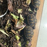 Tartarughe appena nate