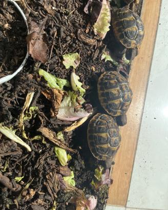 Tartarughe appena nate