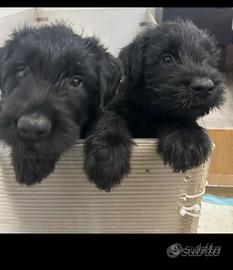 Riesenschnauzer gigante nero