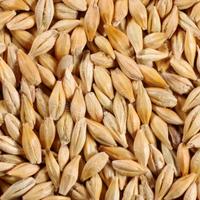 Orzo per semina