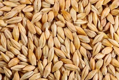 Orzo per semina