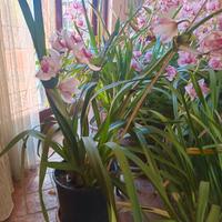 orchidee 