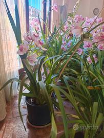 orchidee 