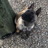 Cucciolo di malinois