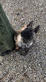 Cucciolo di malinois