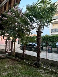Alberi