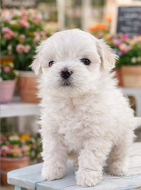 Maltese Mini TOY
