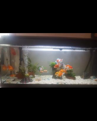 Acquario completo 120L con filtro esterno