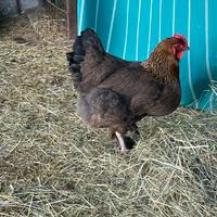 Gallo e gallina brahama