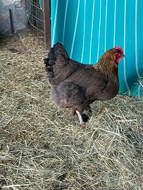 Gallo e gallina brahama