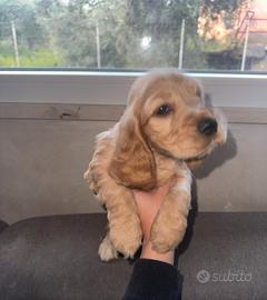 Cuccioli cocker spaniel