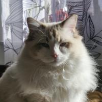 Maschio Ragdoll per monta