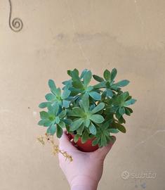 Talee di pianta grassa Sedum Palmeri