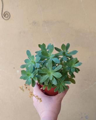 Talee di pianta grassa Sedum Palmeri