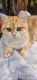 Scottish Straight Golden 