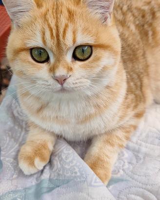 Scottish Straight Golden 