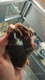 Porcellini d'india baby