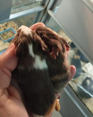 Porcellini d'india baby