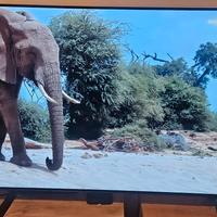 Tv LG Oled 55