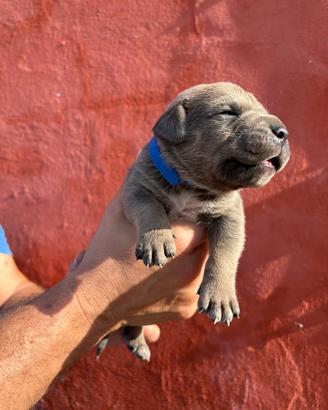 Cuccioli di cane corso con pedigree