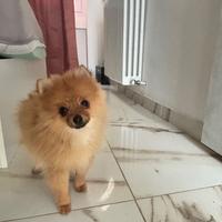 Volpino Pomerania bicolore femmina