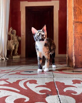 gattini in adozione 