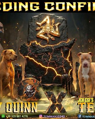 Pitbull UKC