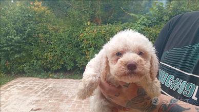 Cuccioli di lacotto