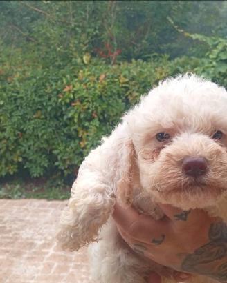 Cuccioli di lacotto