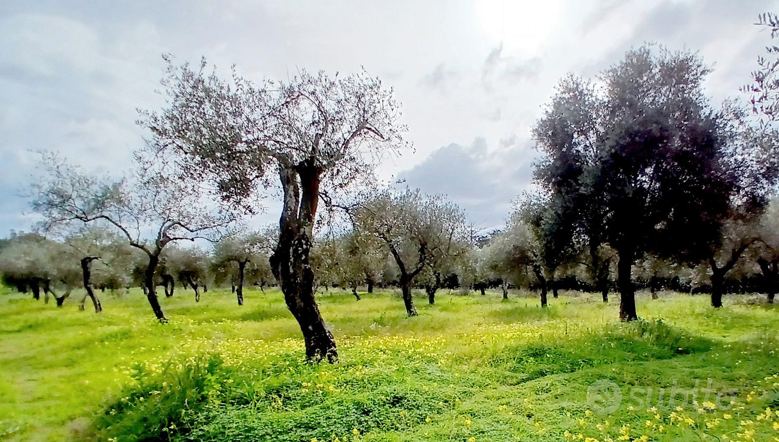 Terreno oliveto, fronte strada, Prato Comunale - Vista 3