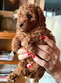 Cuccioli barboncino mini toy red maschio femmina