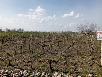 Terreno con vigneto