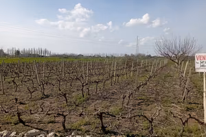 Terreno con vigneto