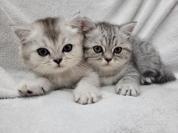 Cuccioli di SCOTTISH