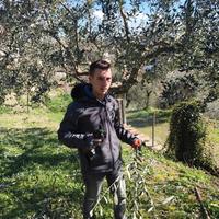 Candidato potatore ulivo ecc