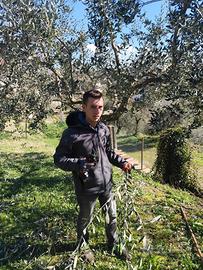 Candidato potatore ulivo ecc