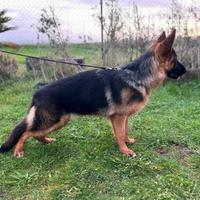 Pastore tedesco femmina di 6 mesi