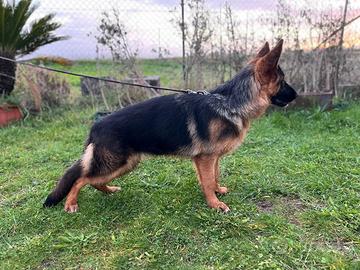 Pastore tedesco femmina di 6 mesi