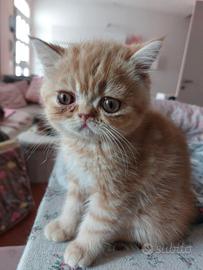 Gattino Persiano Esotico