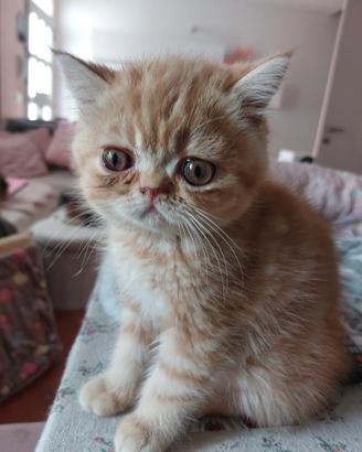 Gattino Persiano Esotico