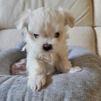 Cuccioli maltese