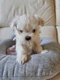 Cuccioli maltese