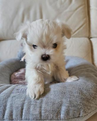 Cuccioli maltese