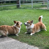 Welsh Corgi Pembroke