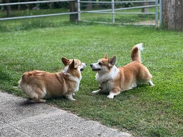 Welsh Corgi Pembroke